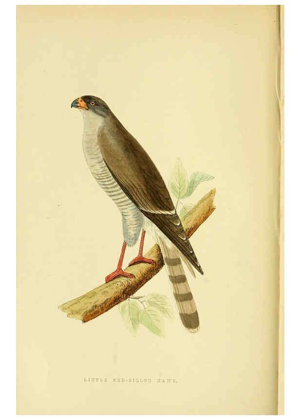 Reproducción/Reproduction 6049771753: A history of the birds of Europe, not observed in the British Isles. v.1 London :G. Bell & Sons,1875-1876