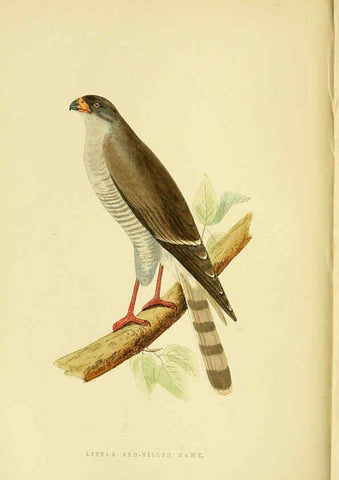 Reproducción/Reproduction 6049771753: A history of the birds of Europe, not observed in the British Isles. v.1 London :G. Bell & Sons,1875-1876