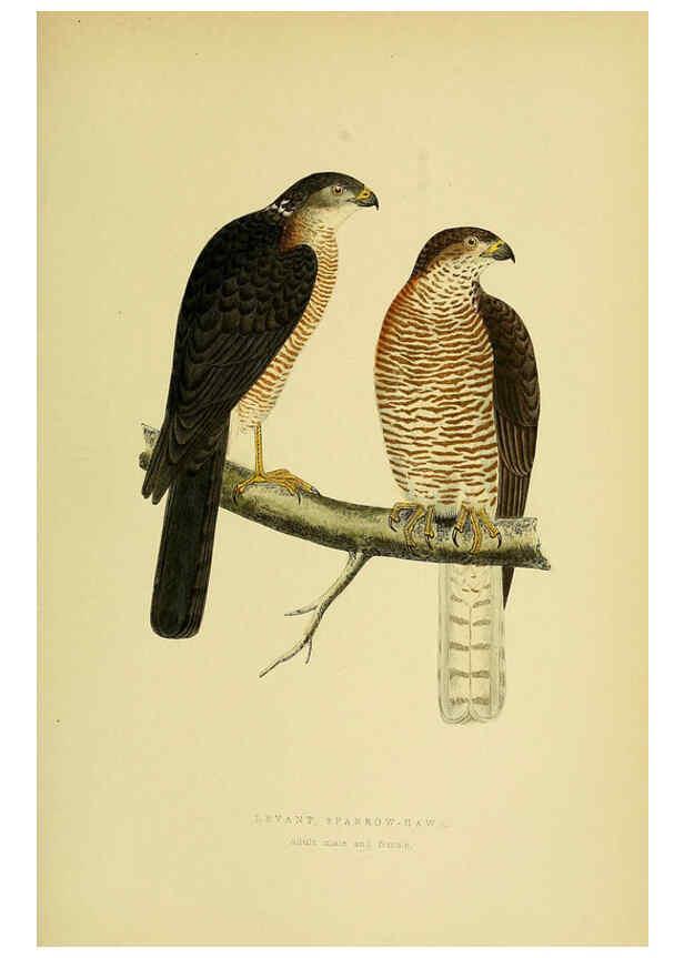 Reproducción/Reproduction 6050324122: A history of the birds of Europe, not observed in the British Isles. v.1 London :G. Bell & Sons,1875-1876