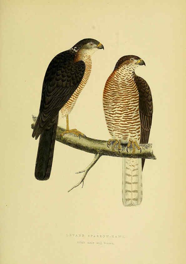 Reproducción/Reproduction 6050324122: A history of the birds of Europe, not observed in the British Isles. v.1 London :G. Bell & Sons,1875-1876