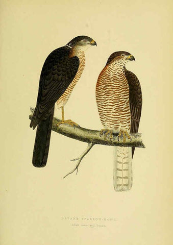 Reproducción/Reproduction 6050324122: A history of the birds of Europe, not observed in the British Isles. v.1 London :G. Bell & Sons,1875-1876