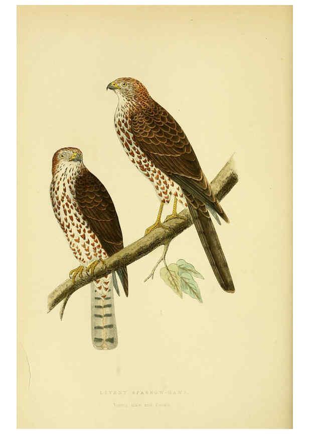 Reproducción/Reproduction 6049772537: A history of the birds of Europe, not observed in the British Isles. v.1 London :G. Bell & Sons,1875-1876