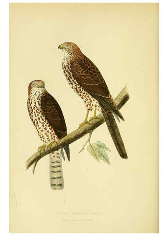 Reproducción/Reproduction 6049772537: A history of the birds of Europe, not observed in the British Isles. v.1 London :G. Bell & Sons,1875-1876