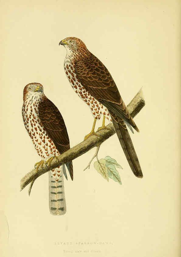 Reproducción/Reproduction 6049772537: A history of the birds of Europe, not observed in the British Isles. v.1 London :G. Bell & Sons,1875-1876