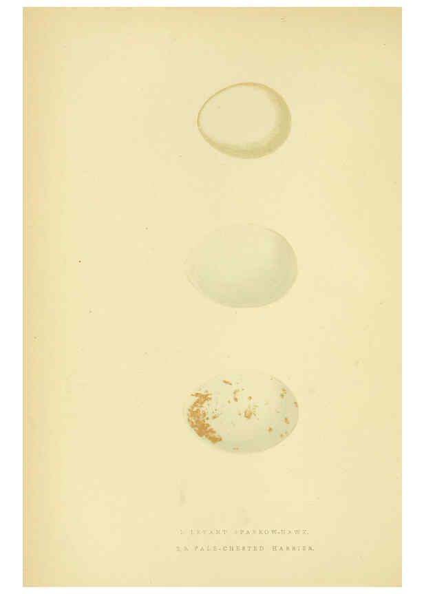 Reproducción/Reproduction 6050324602: A history of the birds of Europe, not observed in the British Isles. v.1 London :G. Bell & Sons,1875-1876