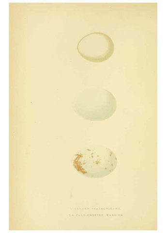 Reproducción/Reproduction 6050324602: A history of the birds of Europe, not observed in the British Isles. v.1 London :G. Bell & Sons,1875-1876