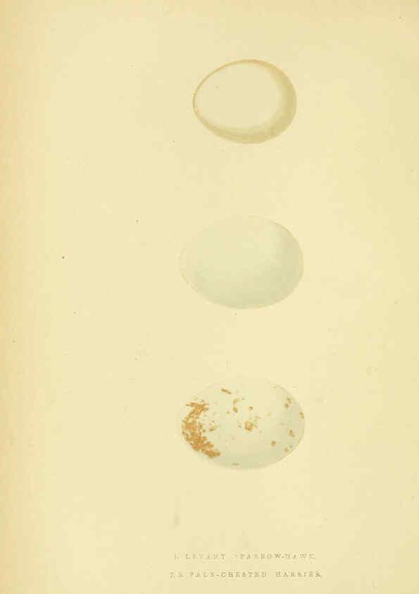 Reproducción/Reproduction 6050324602: A history of the birds of Europe, not observed in the British Isles. v.1 London :G. Bell & Sons,1875-1876