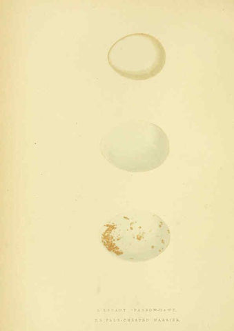 Reproducción/Reproduction 6050324602: A history of the birds of Europe, not observed in the British Isles. v.1 London :G. Bell & Sons,1875-1876