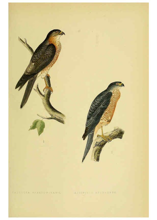 Reproducción/Reproduction 6050324822: A history of the birds of Europe, not observed in the British Isles. v.1 London :G. Bell & Sons,1875-1876