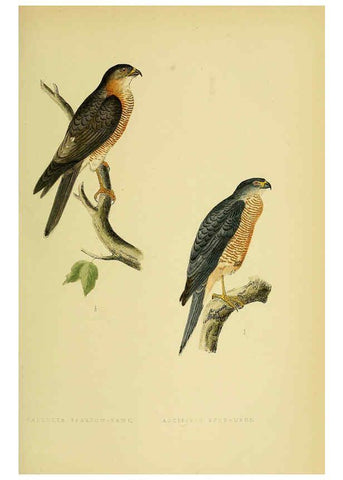 Reproducción/Reproduction 6050324822: A history of the birds of Europe, not observed in the British Isles. v.1 London :G. Bell & Sons,1875-1876
