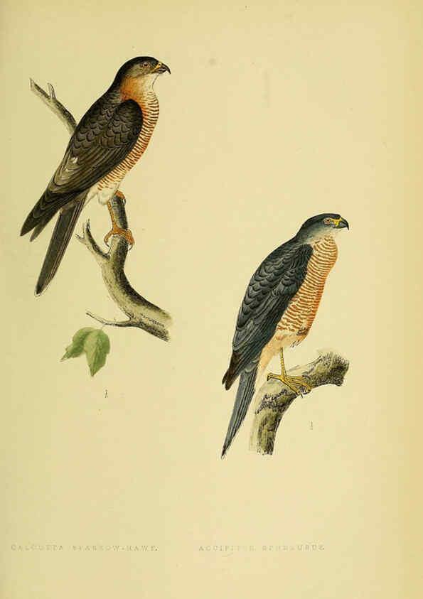 Reproducción/Reproduction 6050324822: A history of the birds of Europe, not observed in the British Isles. v.1 London :G. Bell & Sons,1875-1876