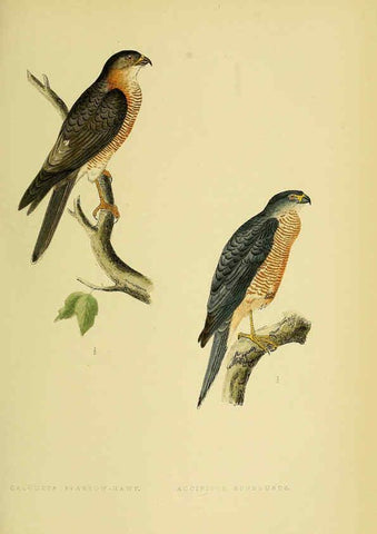 Reproducción/Reproduction 6050324822: A history of the birds of Europe, not observed in the British Isles. v.1 London :G. Bell & Sons,1875-1876