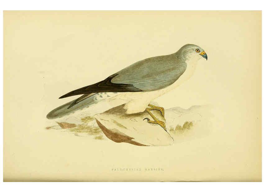 Reproducción/Reproduction 6049773405: A history of the birds of Europe, not observed in the British Isles. v.1 London :G. Bell & Sons,1875-1876