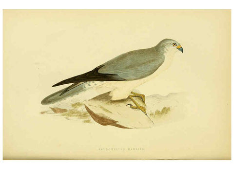 Reproducción/Reproduction 6049773405: A history of the birds of Europe, not observed in the British Isles. v.1 London :G. Bell & Sons,1875-1876