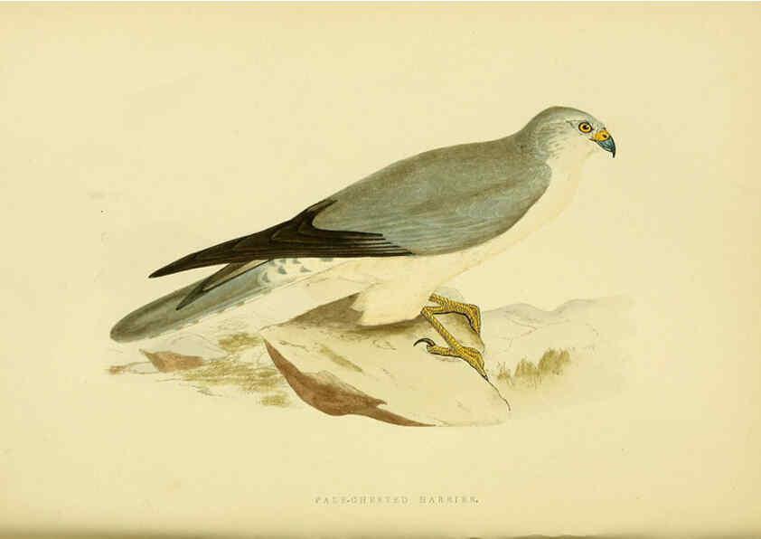 Reproducción/Reproduction 6049773405: A history of the birds of Europe, not observed in the British Isles. v.1 London :G. Bell & Sons,1875-1876