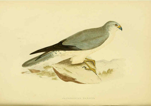 Reproducción/Reproduction 6049773405: A history of the birds of Europe, not observed in the British Isles. v.1 London :G. Bell & Sons,1875-1876