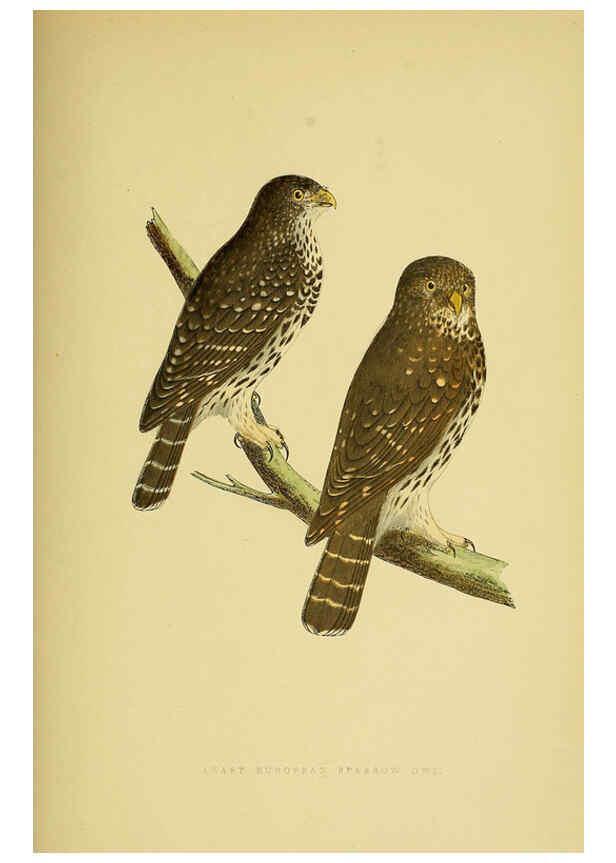 Reproducción/Reproduction 6049781337: A history of the birds of Europe, not observed in the British Isles. v.1 London :G. Bell & Sons,1875-1876
