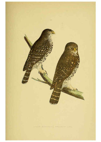 Reproducción/Reproduction 6049781337: A history of the birds of Europe, not observed in the British Isles. v.1 London :G. Bell & Sons,1875-1876