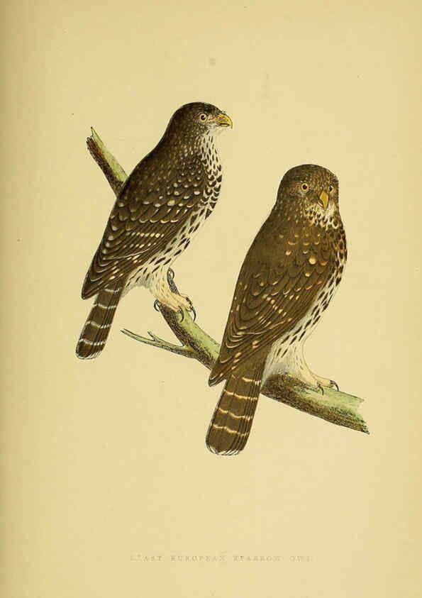 Reproducción/Reproduction 6049781337: A history of the birds of Europe, not observed in the British Isles. v.1 London :G. Bell & Sons,1875-1876