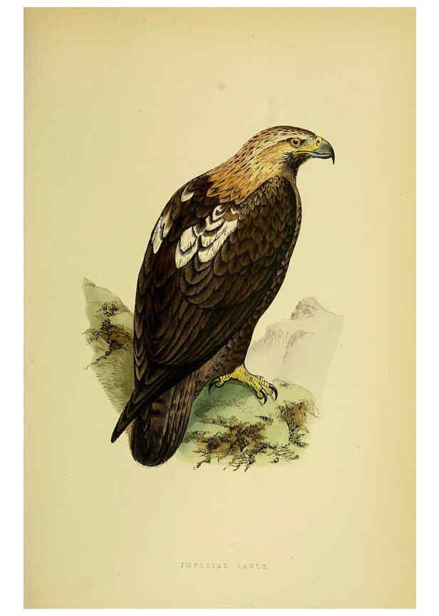 Reproducción/Reproduction 6049773647: A history of the birds of Europe, not observed in the British Isles. v.1 London :G. Bell & Sons,1875-1876