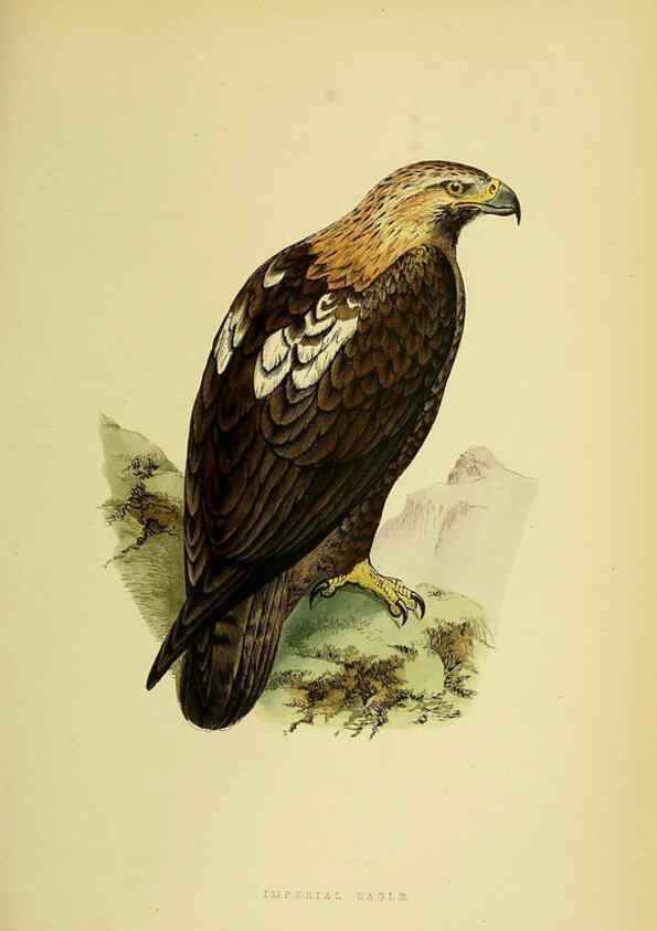 Reproducción/Reproduction 6049773647: A history of the birds of Europe, not observed in the British Isles. v.1 London :G. Bell & Sons,1875-1876