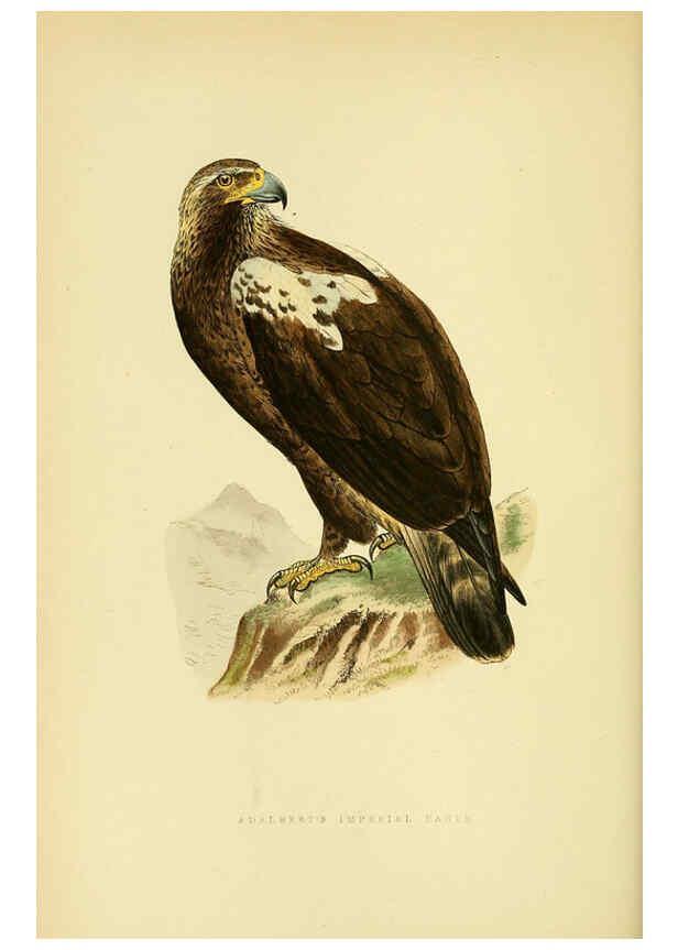 Reproducción/Reproduction 6049774403: A history of the birds of Europe, not observed in the British Isles. v.1 London :G. Bell & Sons,1875-1876