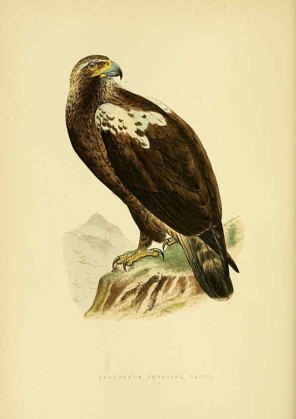 Reproducción/Reproduction 6049774403: A history of the birds of Europe, not observed in the British Isles. v.1 London :G. Bell & Sons,1875-1876