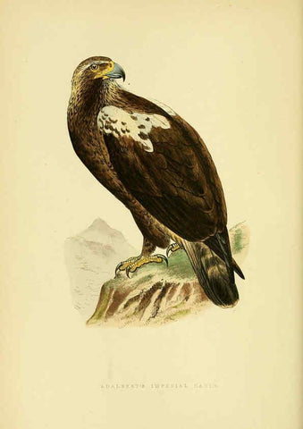 Reproducción/Reproduction 6049774403: A history of the birds of Europe, not observed in the British Isles. v.1 London :G. Bell & Sons,1875-1876
