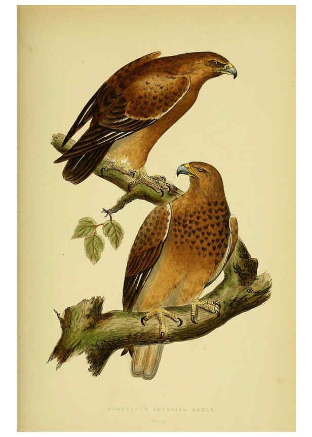 Reproducción/Reproduction 6050326366: A history of the birds of Europe, not observed in the British Isles. v.1 London :G. Bell & Sons,1875-1876