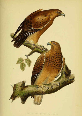 Reproducción/Reproduction 6050326366: A history of the birds of Europe, not observed in the British Isles. v.1 London :G. Bell & Sons,1875-1876