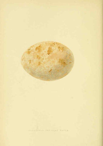 Reproducción/Reproduction 6049774837: A history of the birds of Europe, not observed in the British Isles. v.1 London :G. Bell & Sons,1875-1876