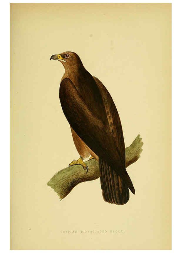 Reproducción/Reproduction 6049775047: A history of the birds of Europe, not observed in the British Isles. v.1 London :G. Bell & Sons,1875-1876