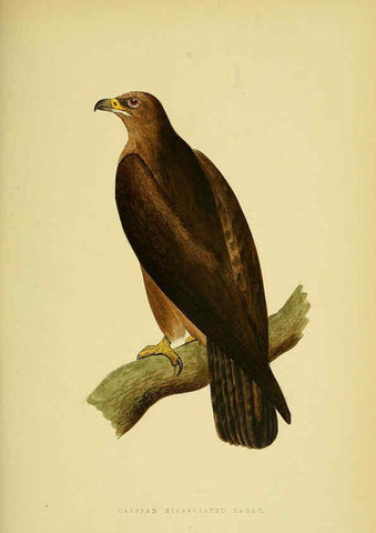 Reproducción/Reproduction 6049775047: A history of the birds of Europe, not observed in the British Isles. v.1 London :G. Bell & Sons,1875-1876