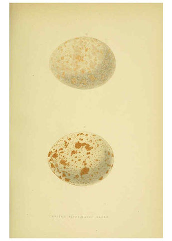 Reproducción/Reproduction 6050327104: A history of the birds of Europe, not observed in the British Isles. v.1 London :G. Bell & Sons,1875-1876