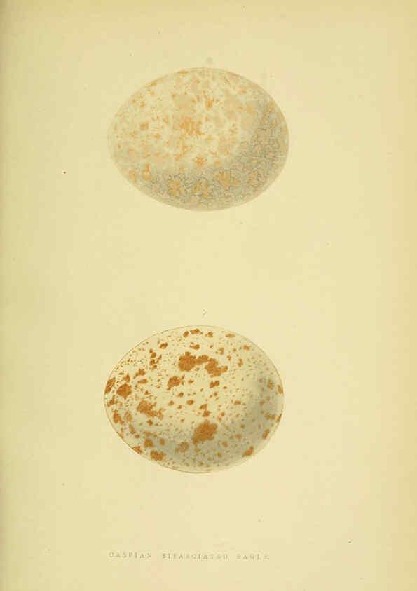 Reproducción/Reproduction 6050327104: A history of the birds of Europe, not observed in the British Isles. v.1 London :G. Bell & Sons,1875-1876
