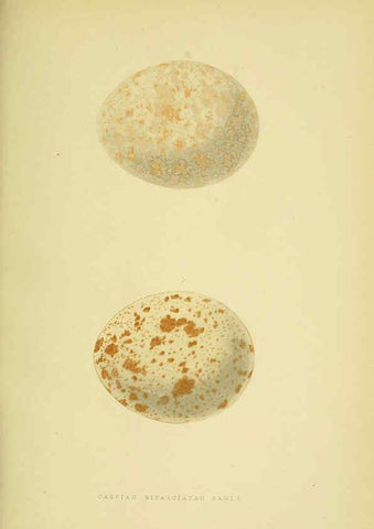 Reproducción/Reproduction 6050327104: A history of the birds of Europe, not observed in the British Isles. v.1 London :G. Bell & Sons,1875-1876