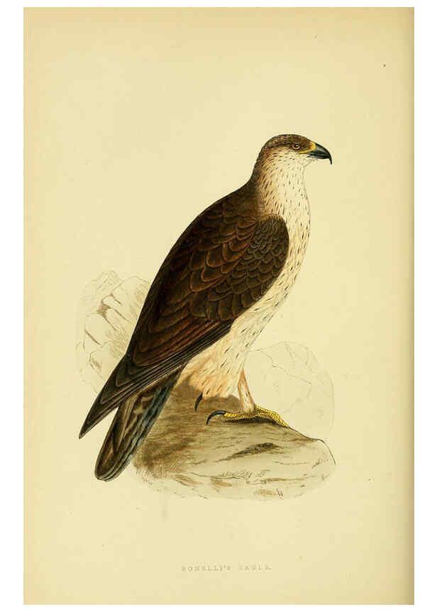Reproducción/Reproduction 6050327348: A history of the birds of Europe, not observed in the British Isles. v.1 London :G. Bell & Sons,1875-1876