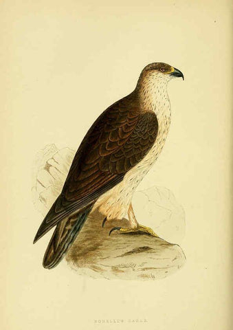 Reproducción/Reproduction 6050327348: A history of the birds of Europe, not observed in the British Isles. v.1 London :G. Bell & Sons,1875-1876