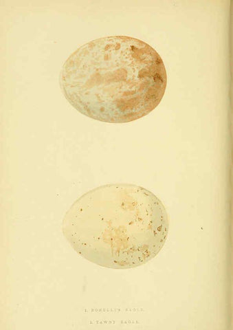 Reproducción/Reproduction 6050327626: A history of the birds of Europe, not observed in the British Isles. v.1 London :G. Bell & Sons,1875-1876