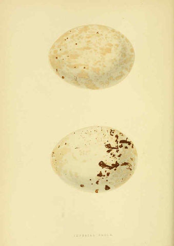 Reproducción/Reproduction 6049773831: A history of the birds of Europe, not observed in the British Isles. v.1 London :G. Bell & Sons,1875-1876