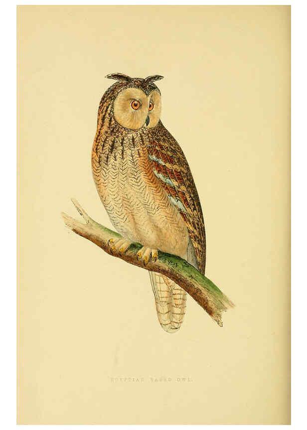 Reproducción/Reproduction 6049781619: A history of the birds of Europe, not observed in the British Isles. v.1 London :G. Bell & Sons,1875-1876