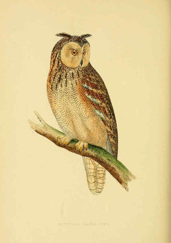 Reproducción/Reproduction 6049781619: A history of the birds of Europe, not observed in the British Isles. v.1 London :G. Bell & Sons,1875-1876