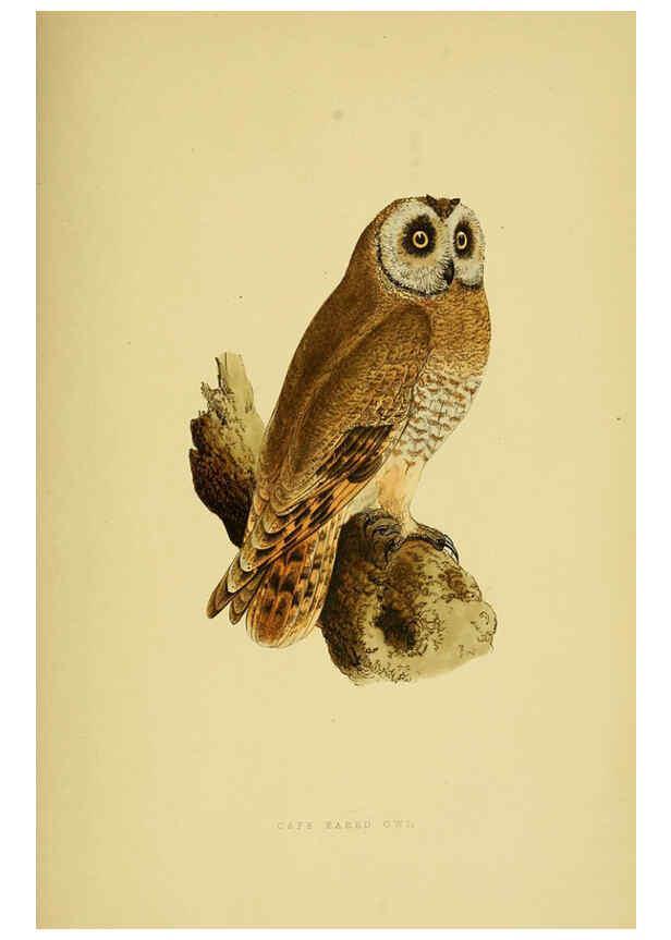 Reproducción/Reproduction 6050333350: A history of the birds of Europe, not observed in the British Isles. v.1 London :G. Bell & Sons,1875-1876