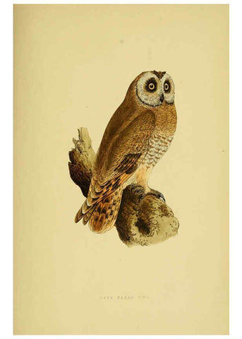 Reproducción/Reproduction 6050333350: A history of the birds of Europe, not observed in the British Isles. v.1 London :G. Bell & Sons,1875-1876