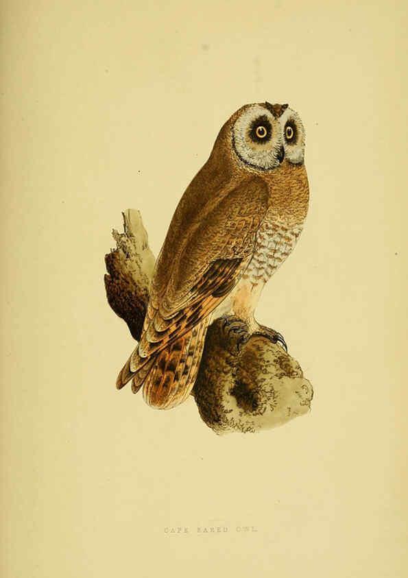 Reproducción/Reproduction 6050333350: A history of the birds of Europe, not observed in the British Isles. v.1 London :G. Bell & Sons,1875-1876