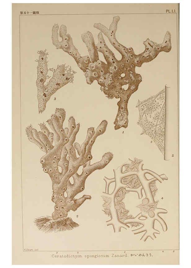 Reproducción/Reproduction 6050461852: Icones of Japanese algae. v.2 Tokyo,Kazamashobo[1907-1942] 