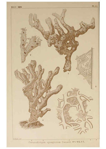 Reproducción/Reproduction 6050461852: Icones of Japanese algae. v.2 Tokyo,Kazamashobo[1907-1942] 