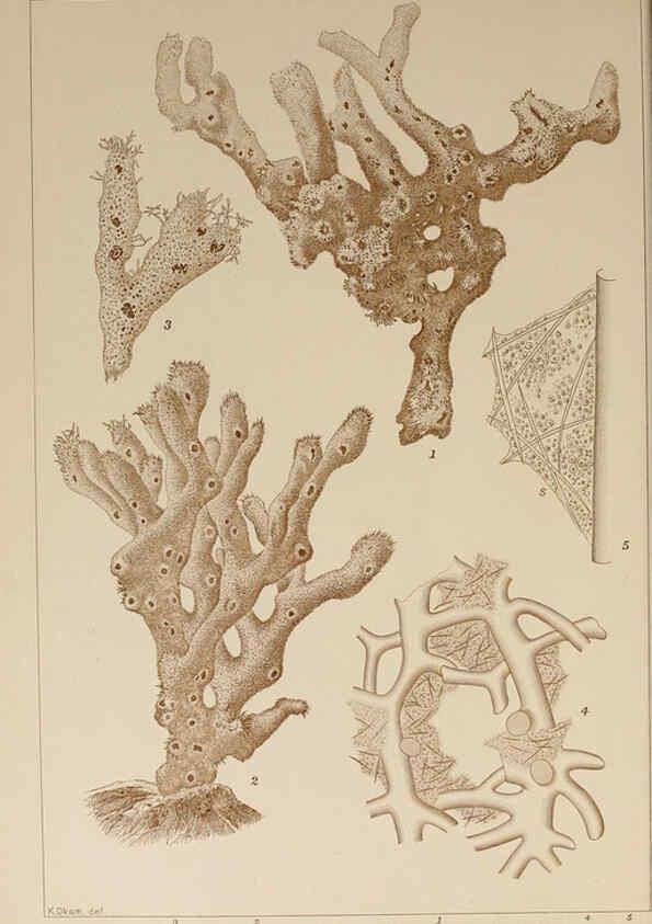 Reproducción/Reproduction 6050461852: Icones of Japanese algae. v.2 Tokyo,Kazamashobo[1907-1942] 