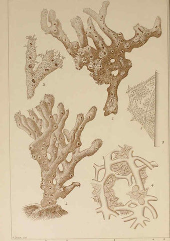 Reproducción/Reproduction 6050461852: Icones of Japanese algae. v.2 Tokyo,Kazamashobo[1907-1942] 