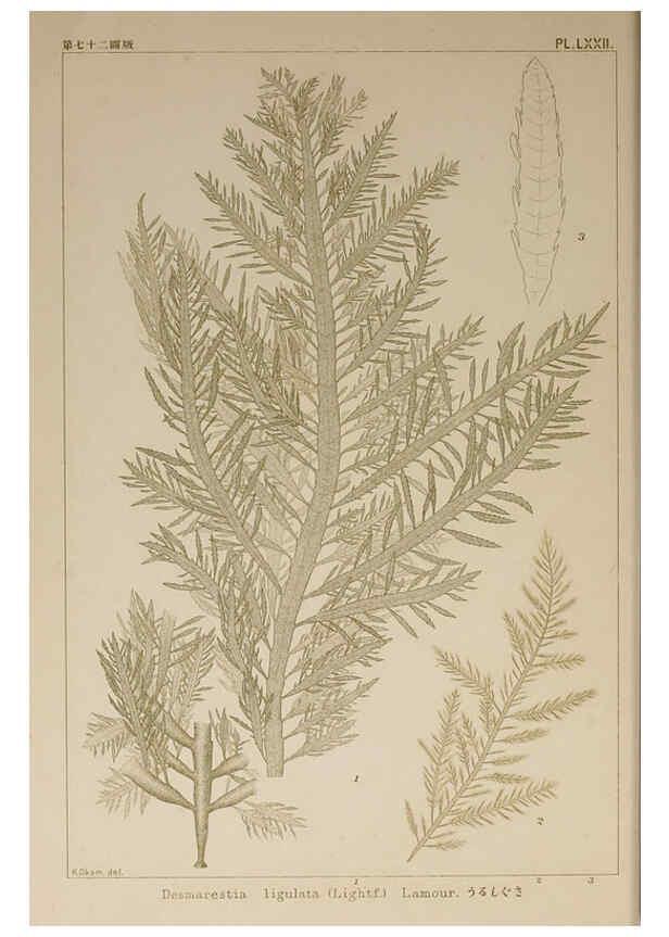 Reproducción/Reproduction 6049917449: Icones of Japanese algae. v.2 Tokyo,Kazamashobo[1907-1942] 